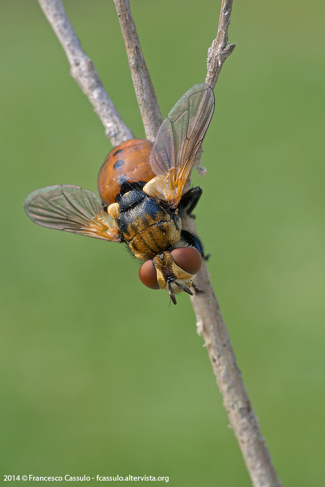 Aiuto ID - Altro dittero, credo sempre un tachimidae
